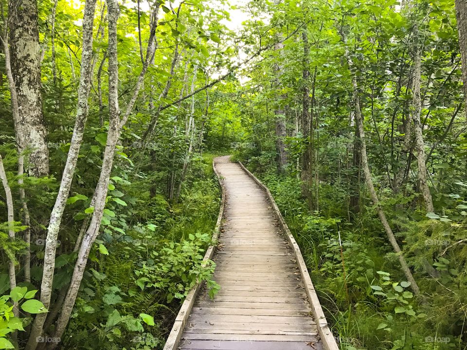 A boardwalk into the woods 