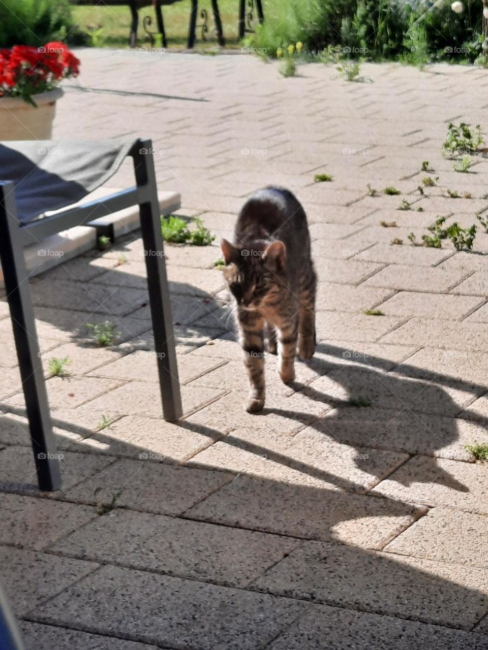 tabby cat coming home on sunny day