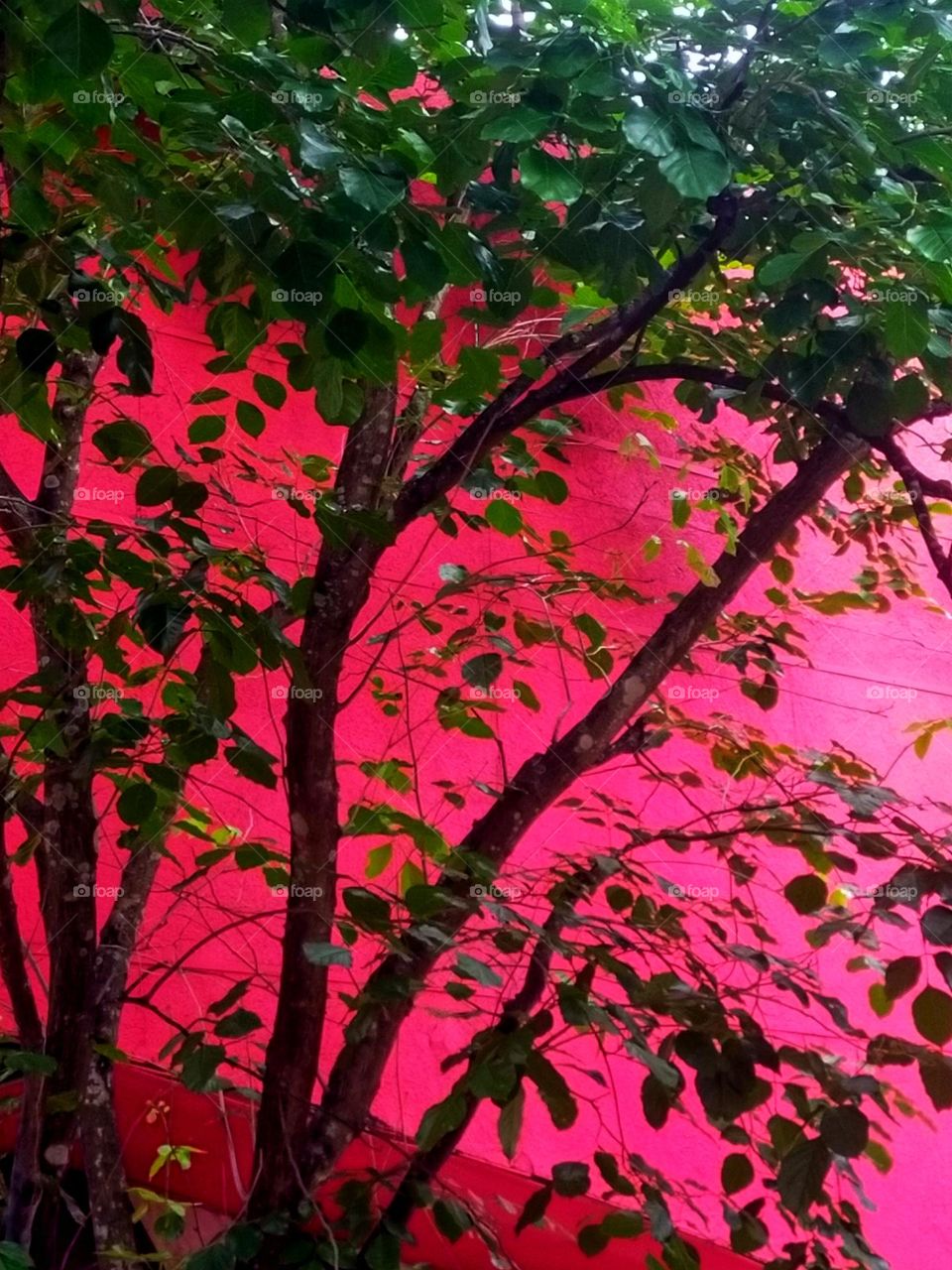 pictures of trees in different areas