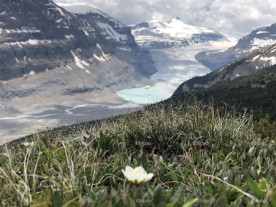 Glacier with a flower