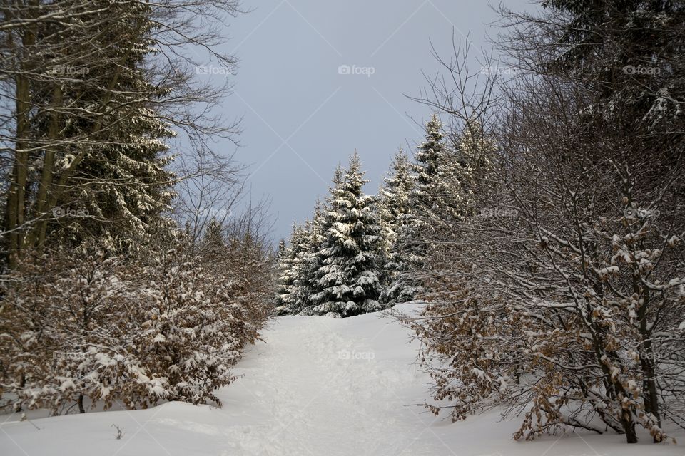 Nature covered by snow during winter. Slovakia