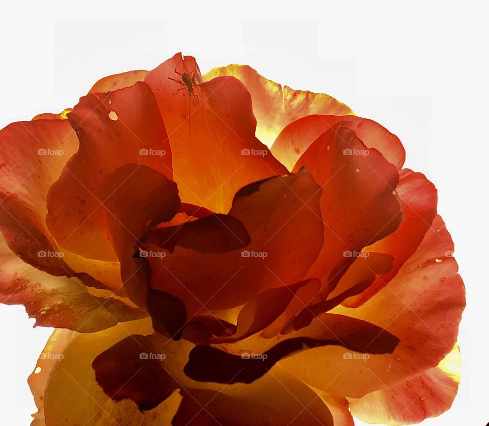 Red orange rose flower closeup on white background, backlight effect 