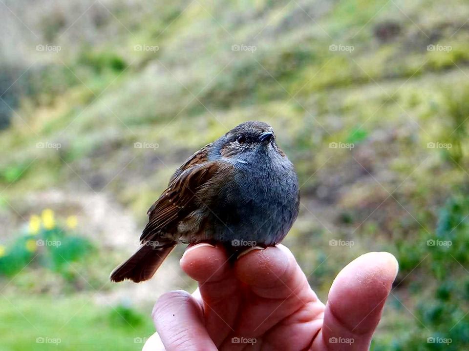 sparrow birdy