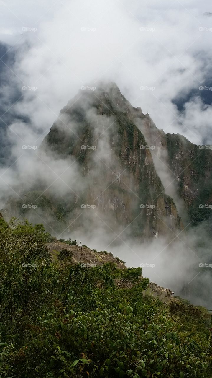 View of foggy forest