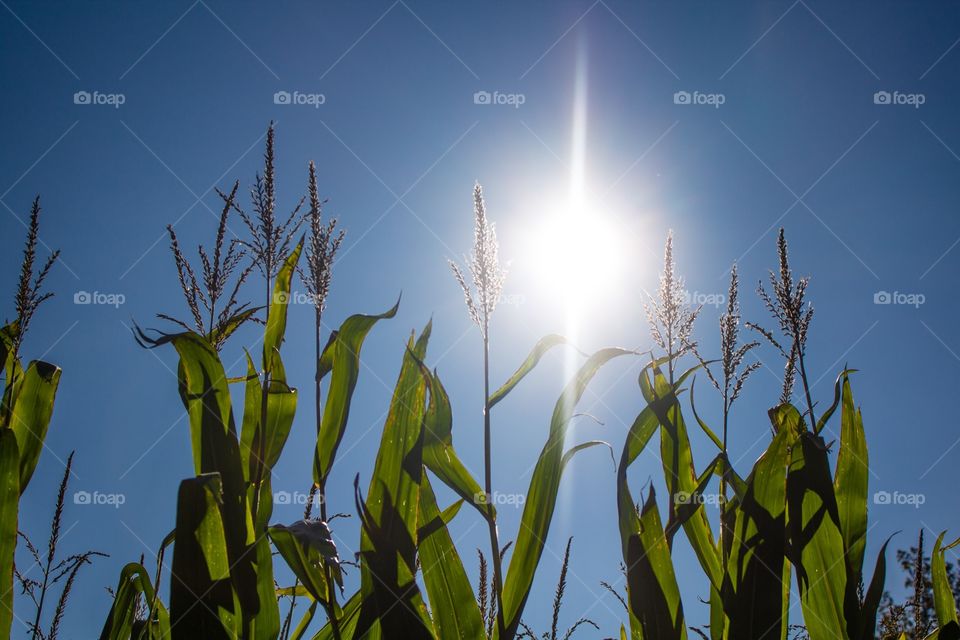 Low-angle view of corn on a field against the sun and blue sky