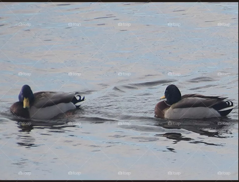 Ducks