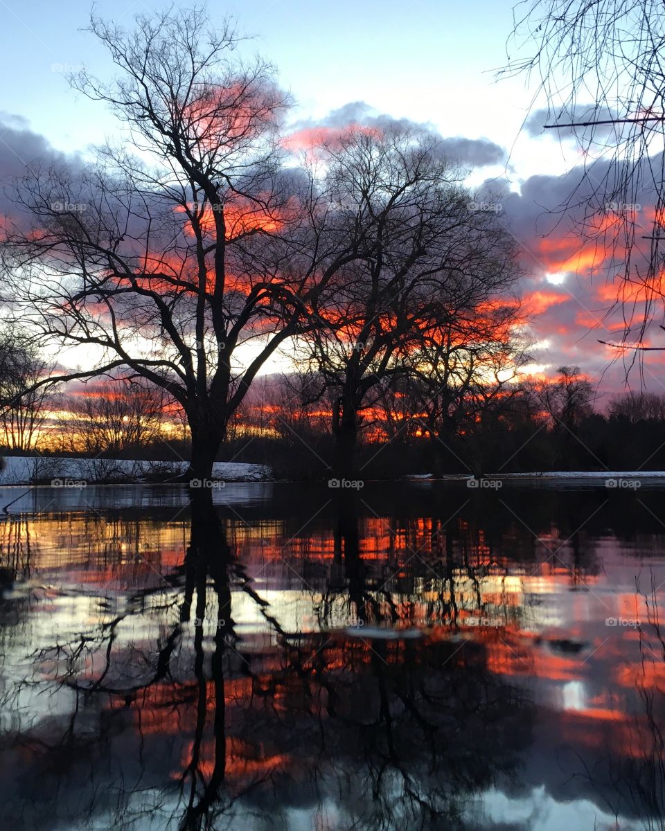 Reflections of bare tree in water