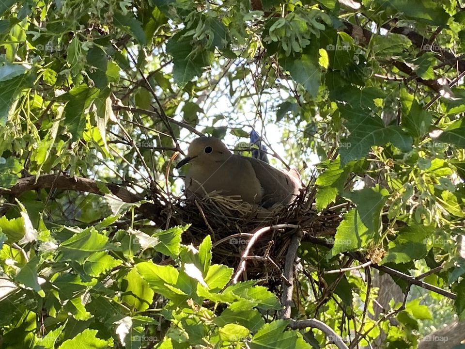 Mother bird in her nest