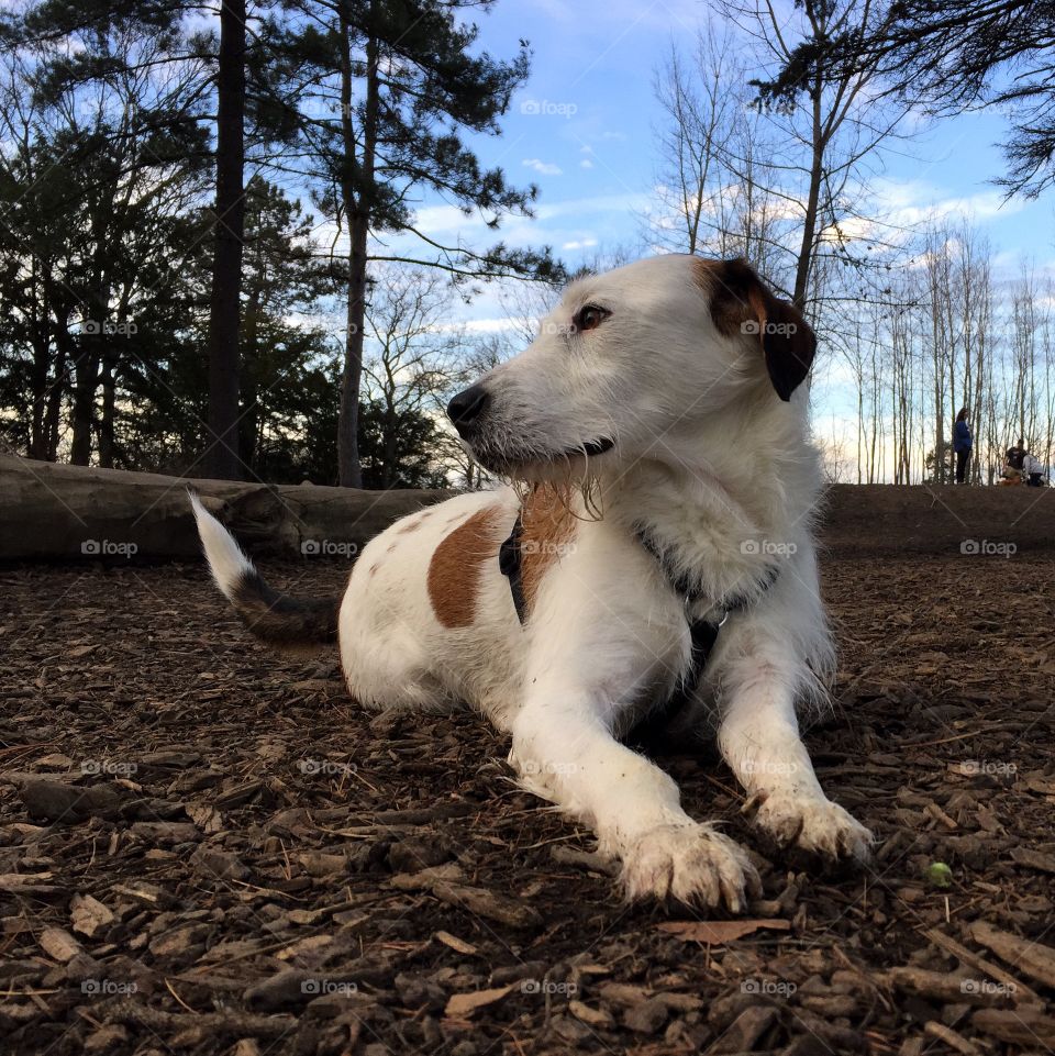 Muddy mutt playing in forest