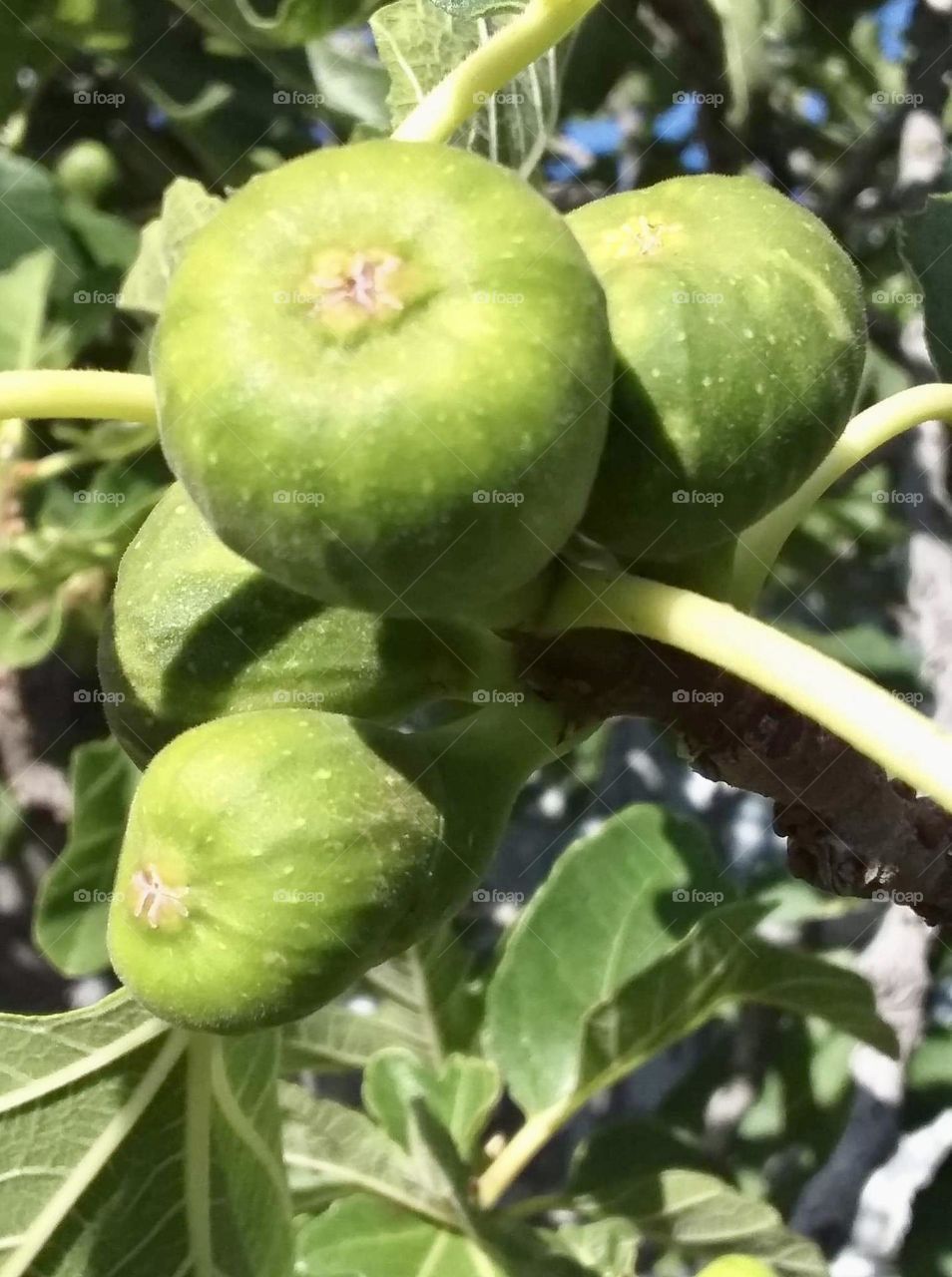 Lovely figs good to eat or make jam delicious fruit