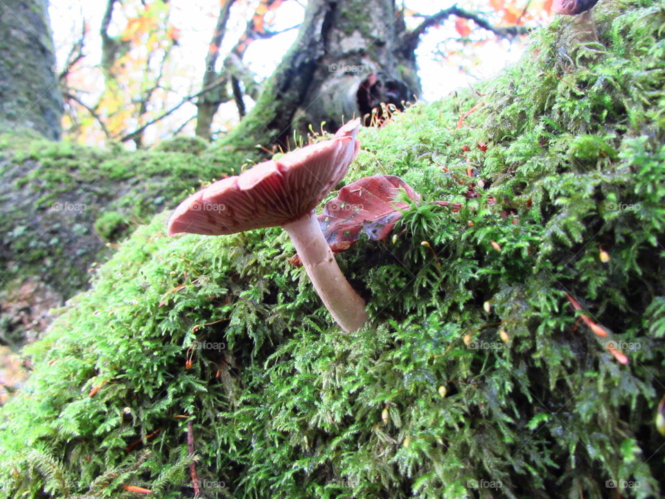 fungus reaching out for light