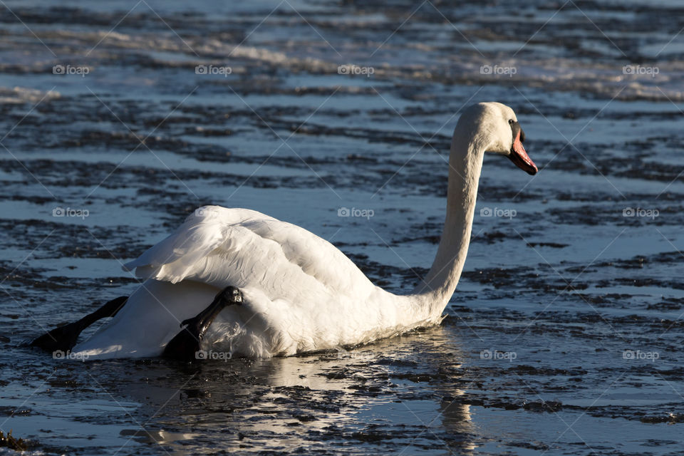White swan swimming gliding on the ice by using it’s legs and pushing it forward, winter wildlife Sweden - vit svan simmar glider på den frusna havsisen genom att använda sina ben och trycka sig framåt, hav vinter Sverige