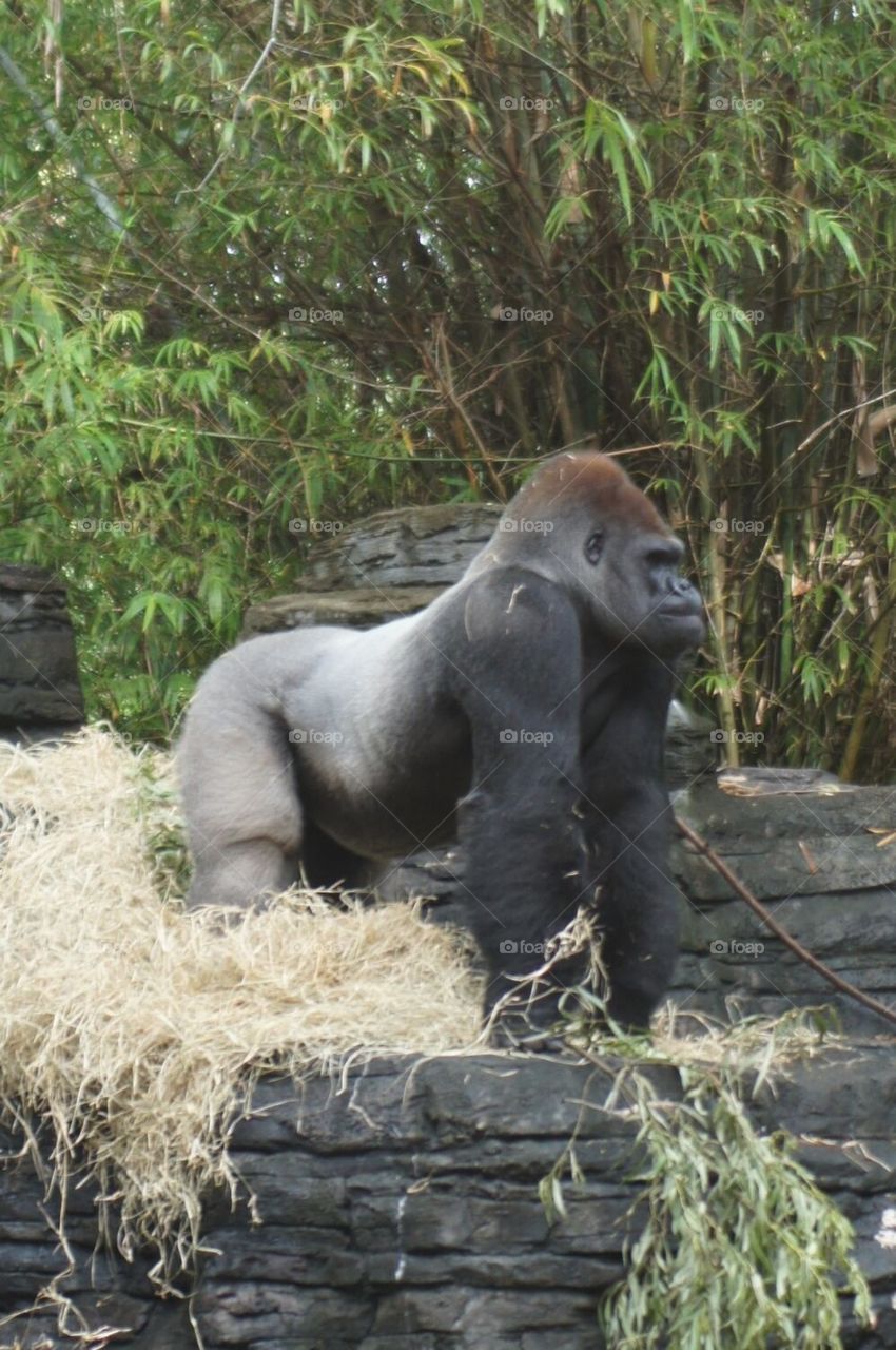Silverback gorilla