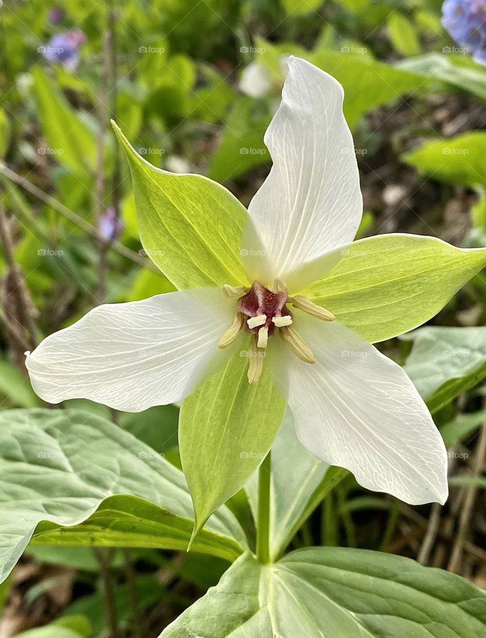 A large native trillium flower 