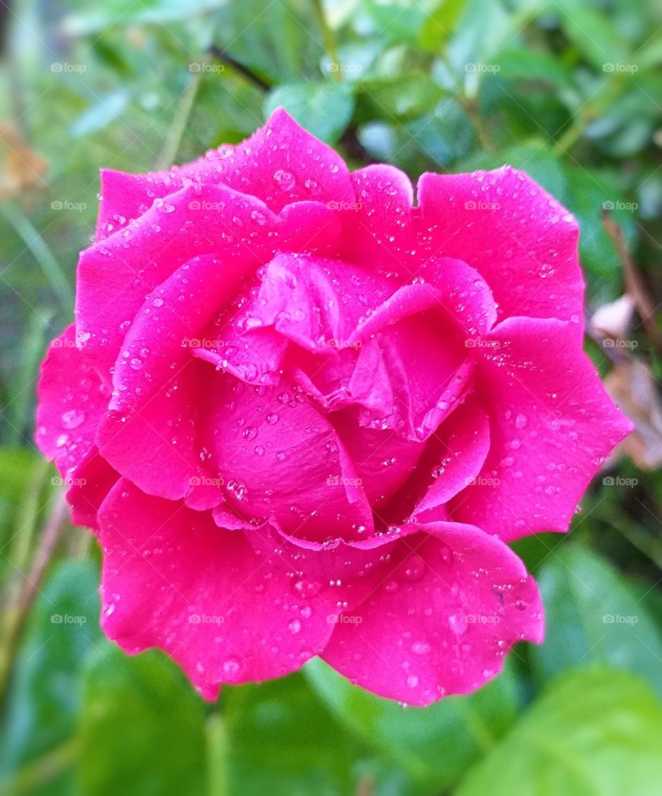 pink rose. for valentine. love