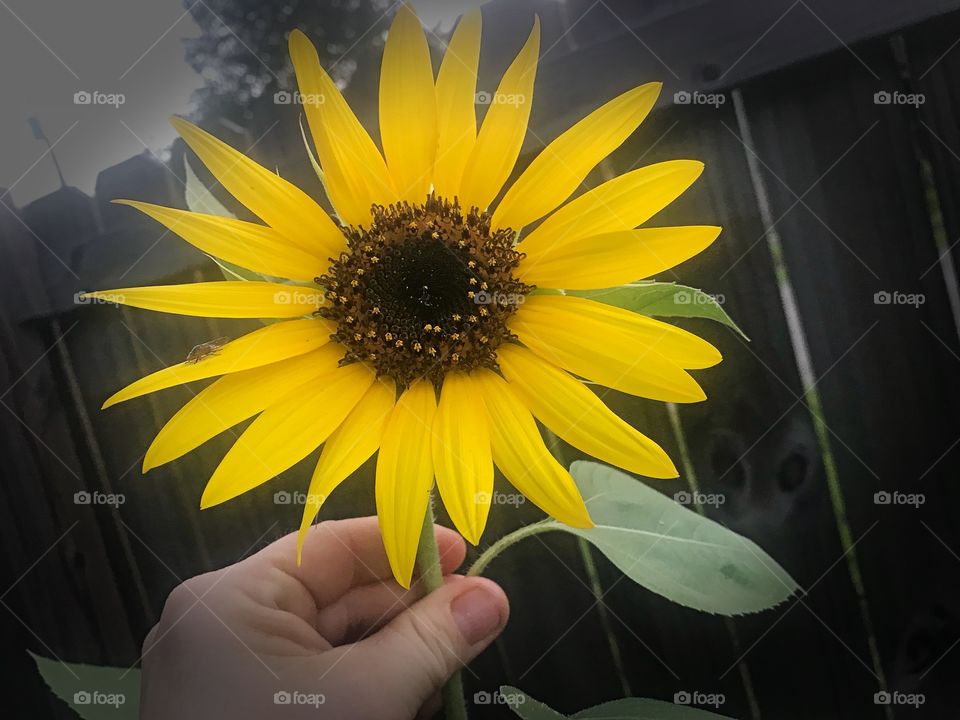I’m holding a sunflower in my hand
