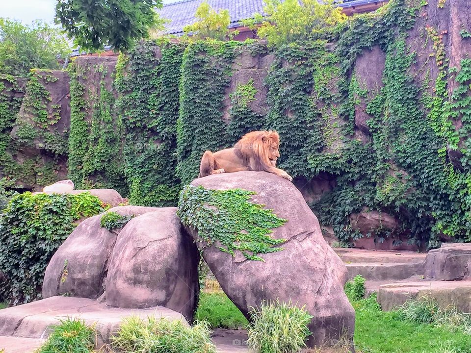 Lincoln park zoo