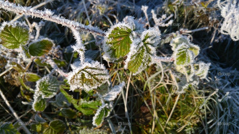 Frozen nature