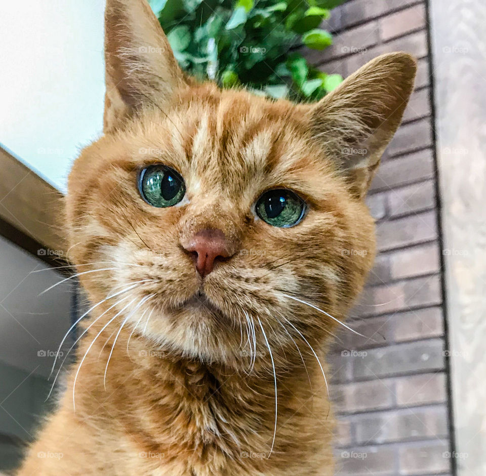 Cross eyed ginger tabby cat looking forward.  Brick wall and plants behind him 
