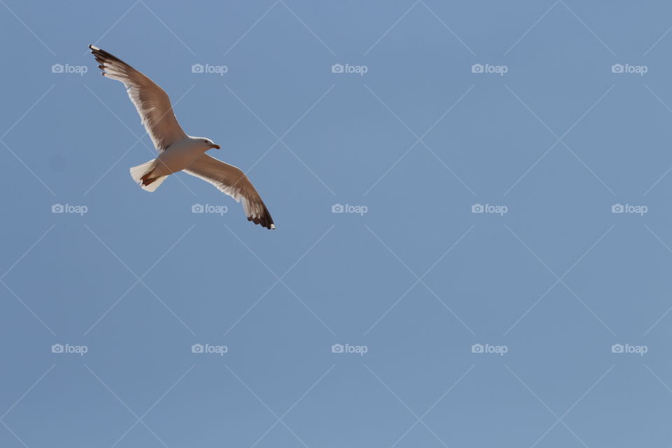 Bird, Sky, Seagulls, Flight, Outdoors