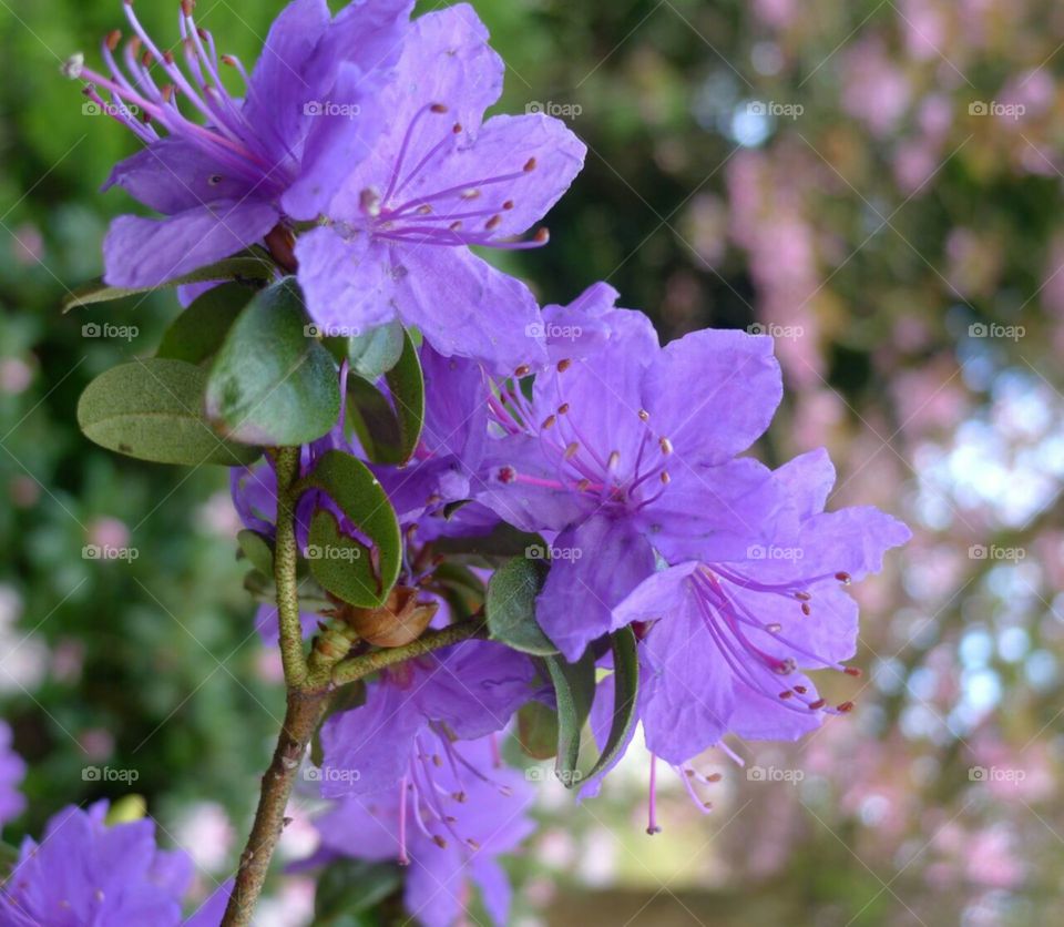 Blüte lila Frühling Spring Blume. blühen