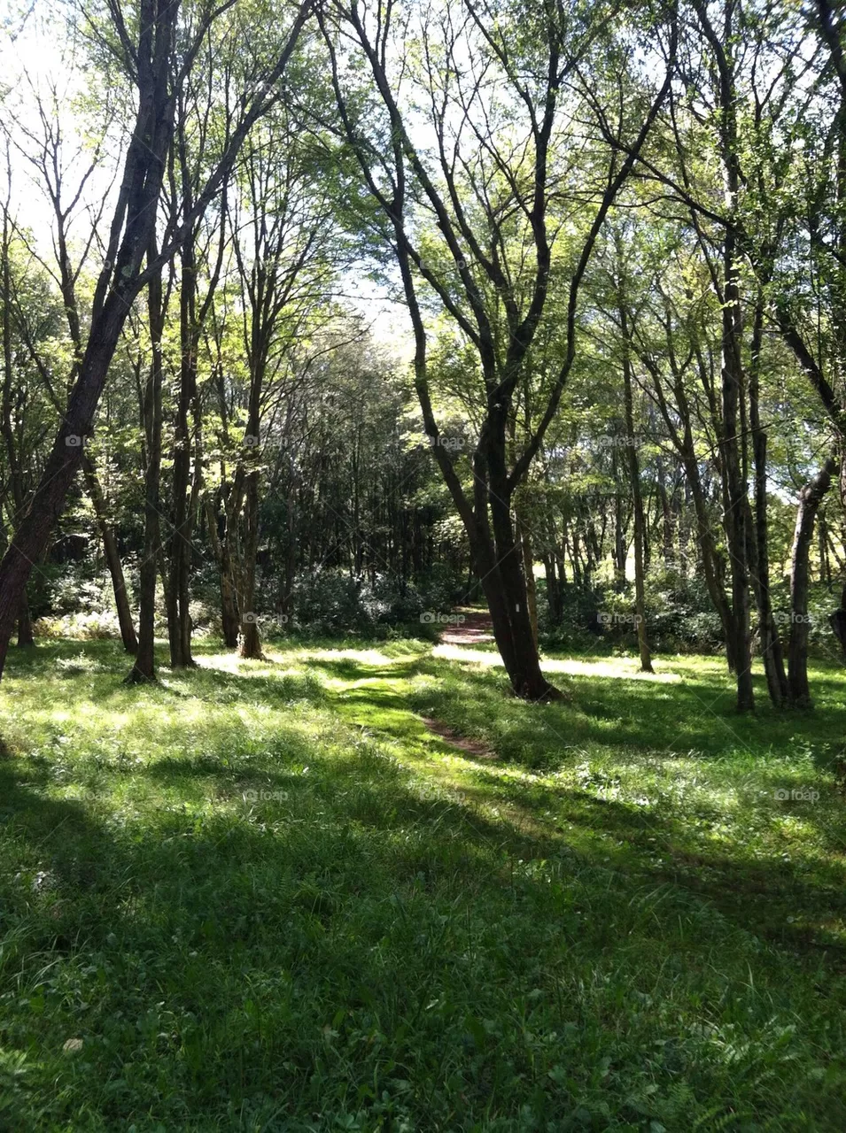 Woods