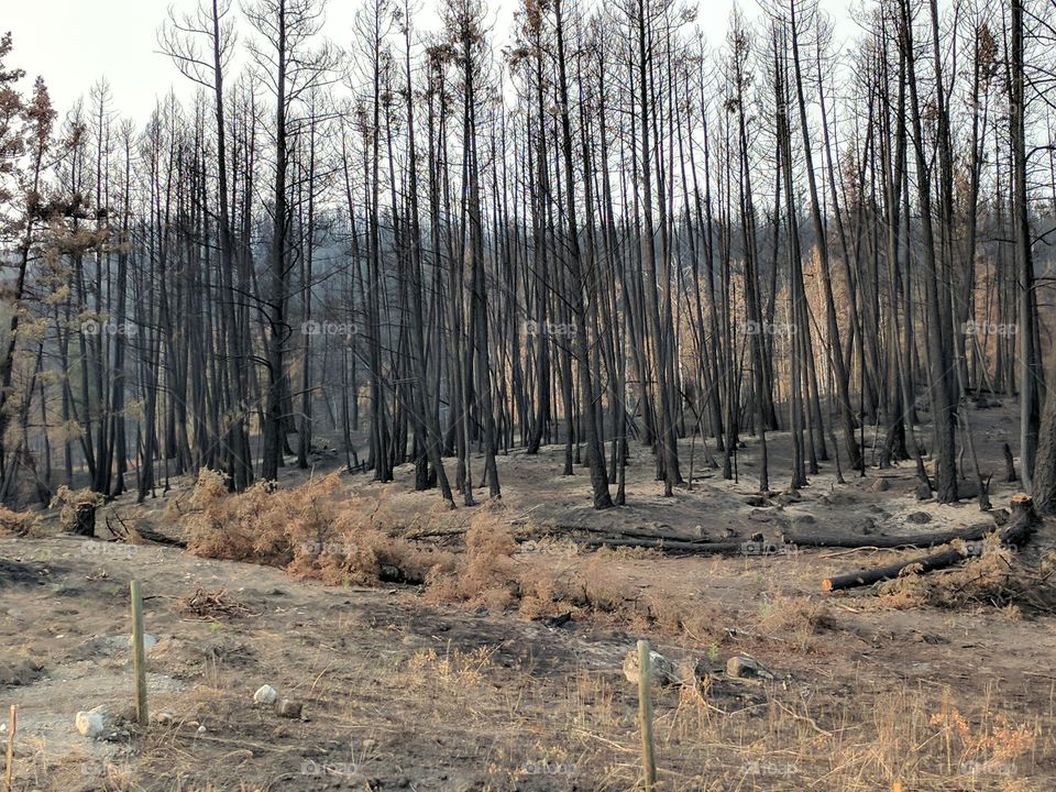 After the Forest Fire