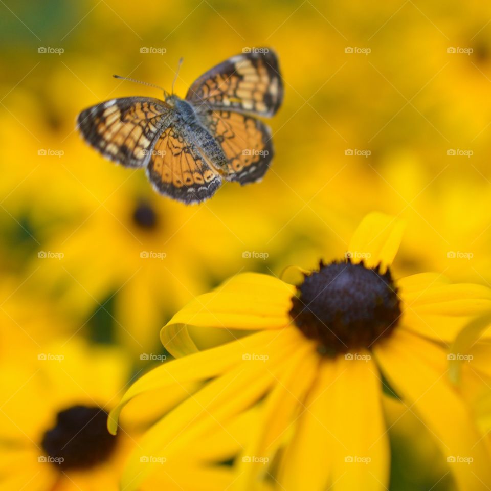 Yellow and brown butterfly among black-eyed-Susan flowers 