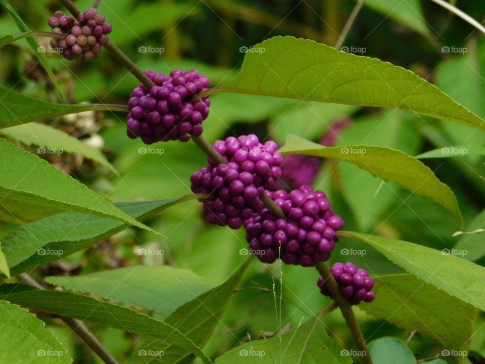 Purples Berries