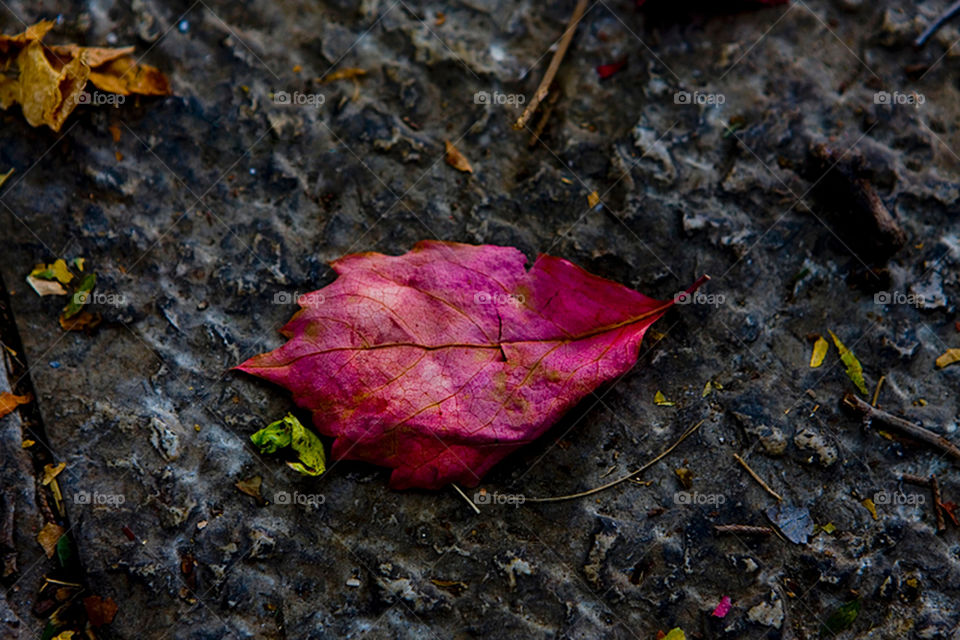 nature close leaf fall by moyses-g