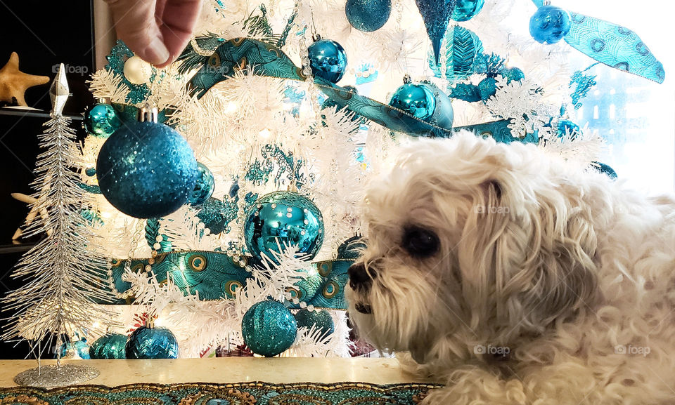 cute pet helping decorate Christmas tree.