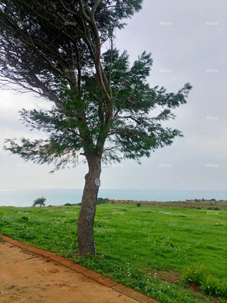albero e panorama