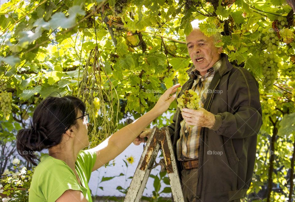 Picking grapes in vineyard