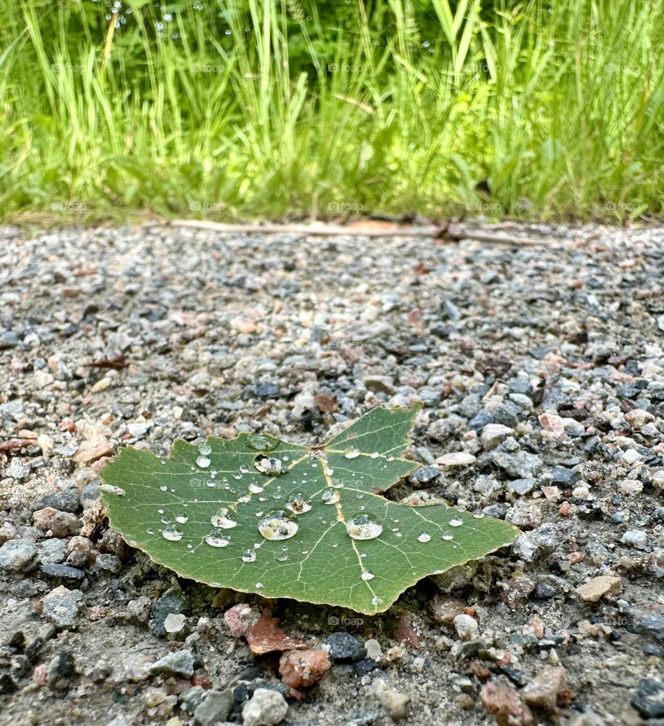Leaf on the ground 