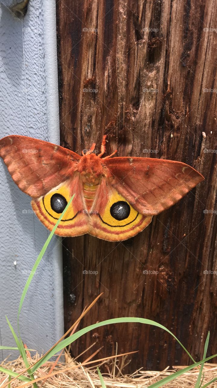 A beautiful moth in the daytime