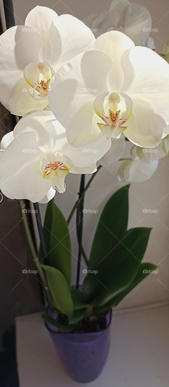 very beautiful white orchid flowers house plant, mobile photography