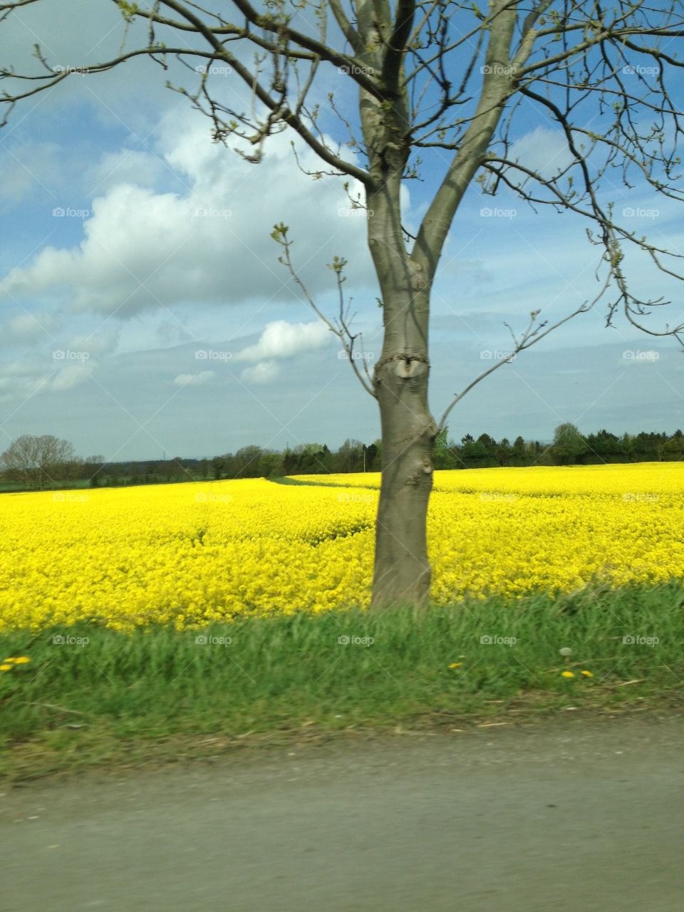 Sea of yellow