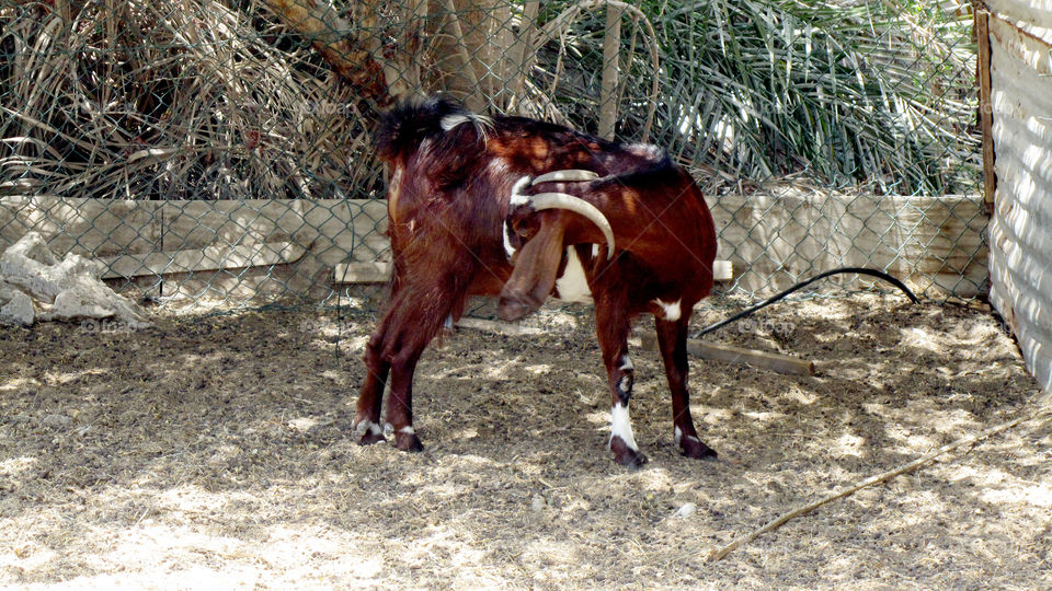 Goats inside the barn