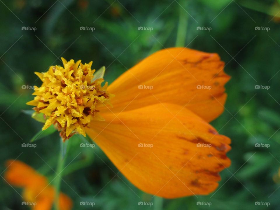 Flower with two petals