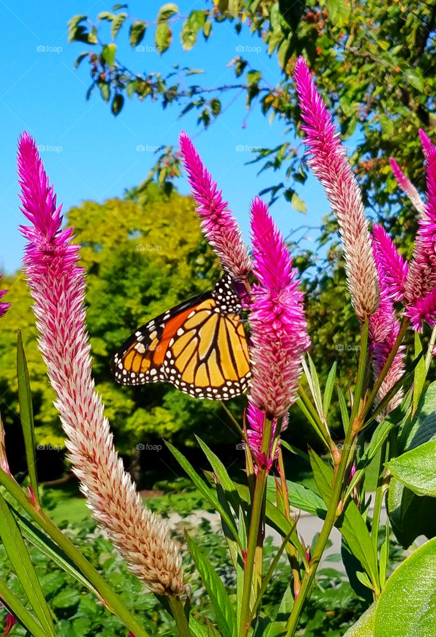 butterfly