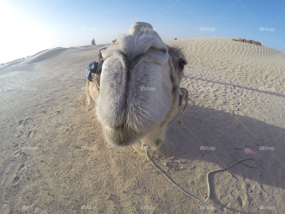 Close up of a camel/ camel ride in the desert 