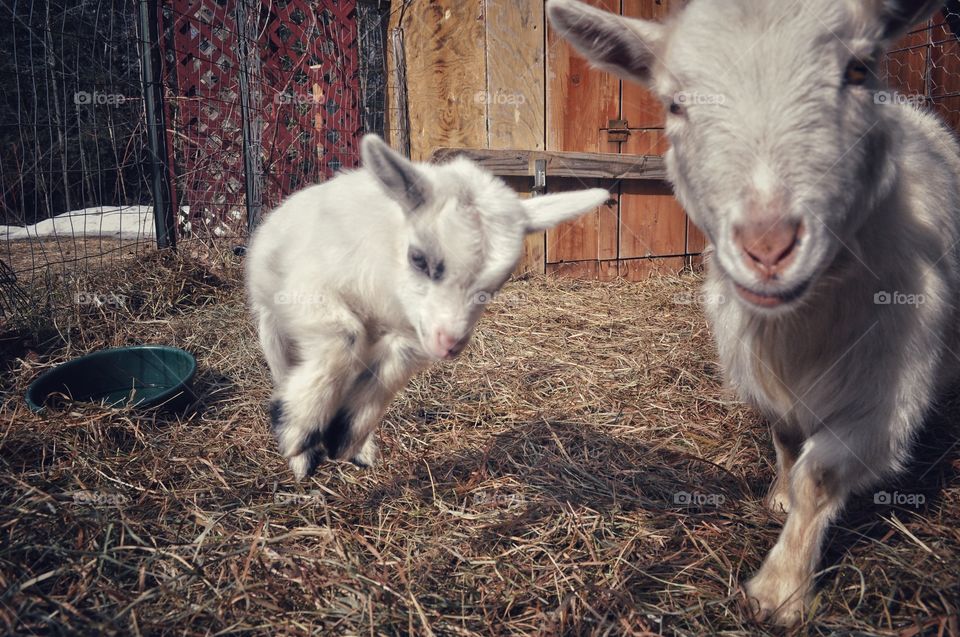 Baby goat with momma