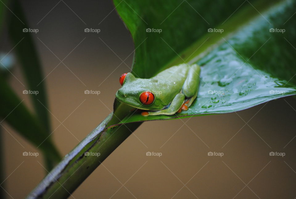 Red eye leaf frog