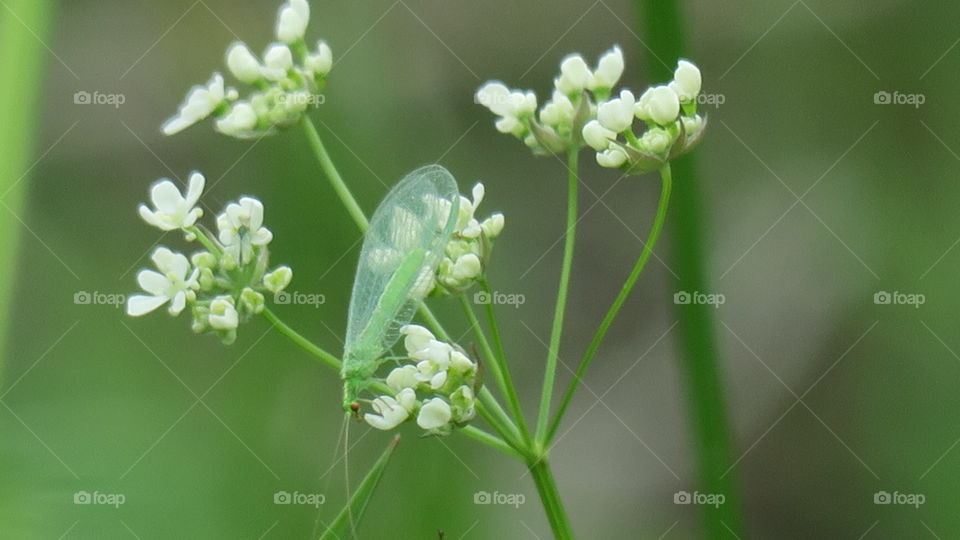 Summer flower 