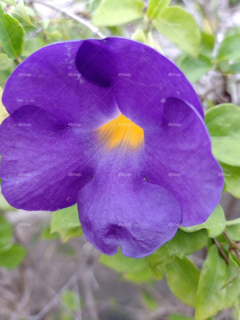 Beautiful Purple Pea flower