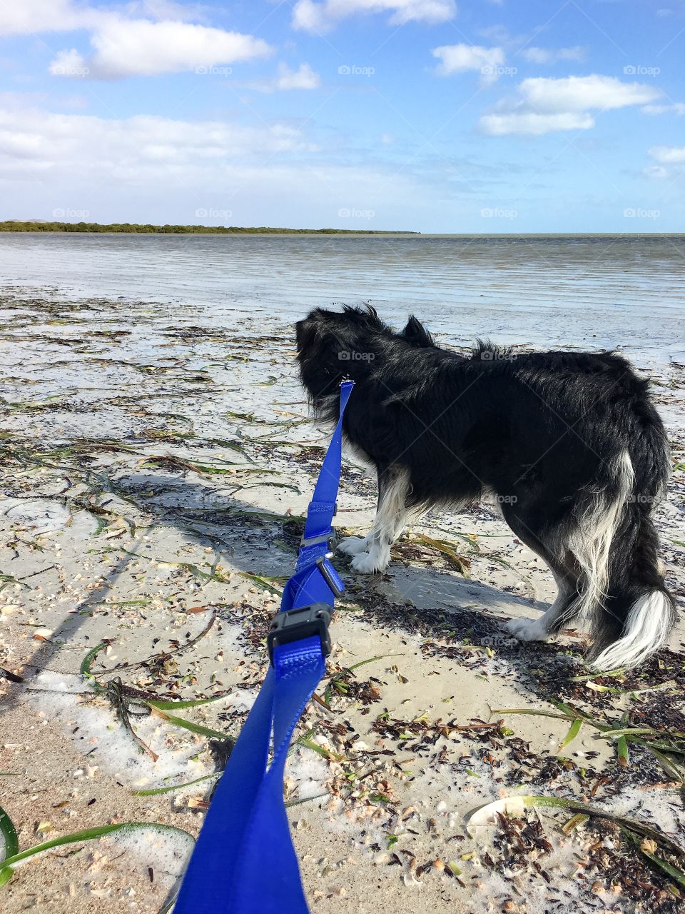 A border collie on a beach walk with owner