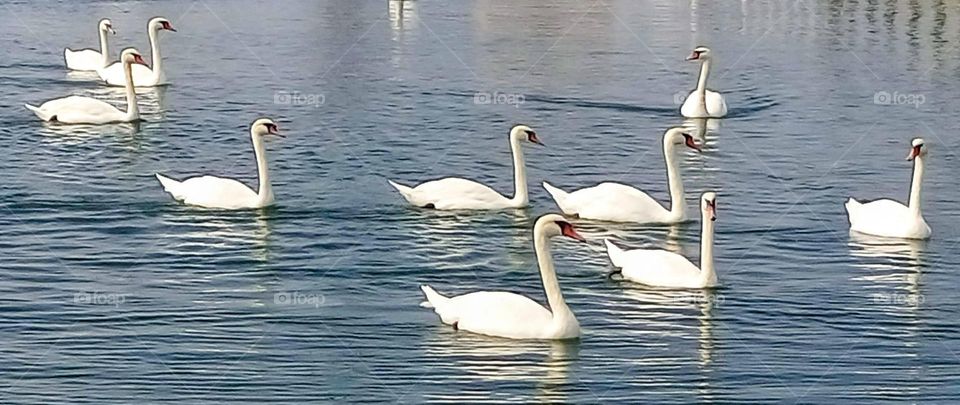 Birds 🦢🦢🦢🦢