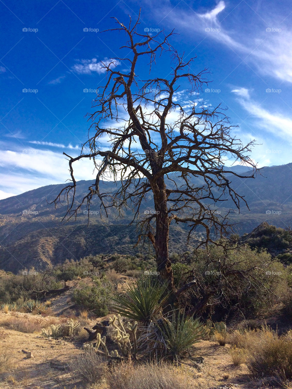 Santa Rosa Mtns. Palm Desert