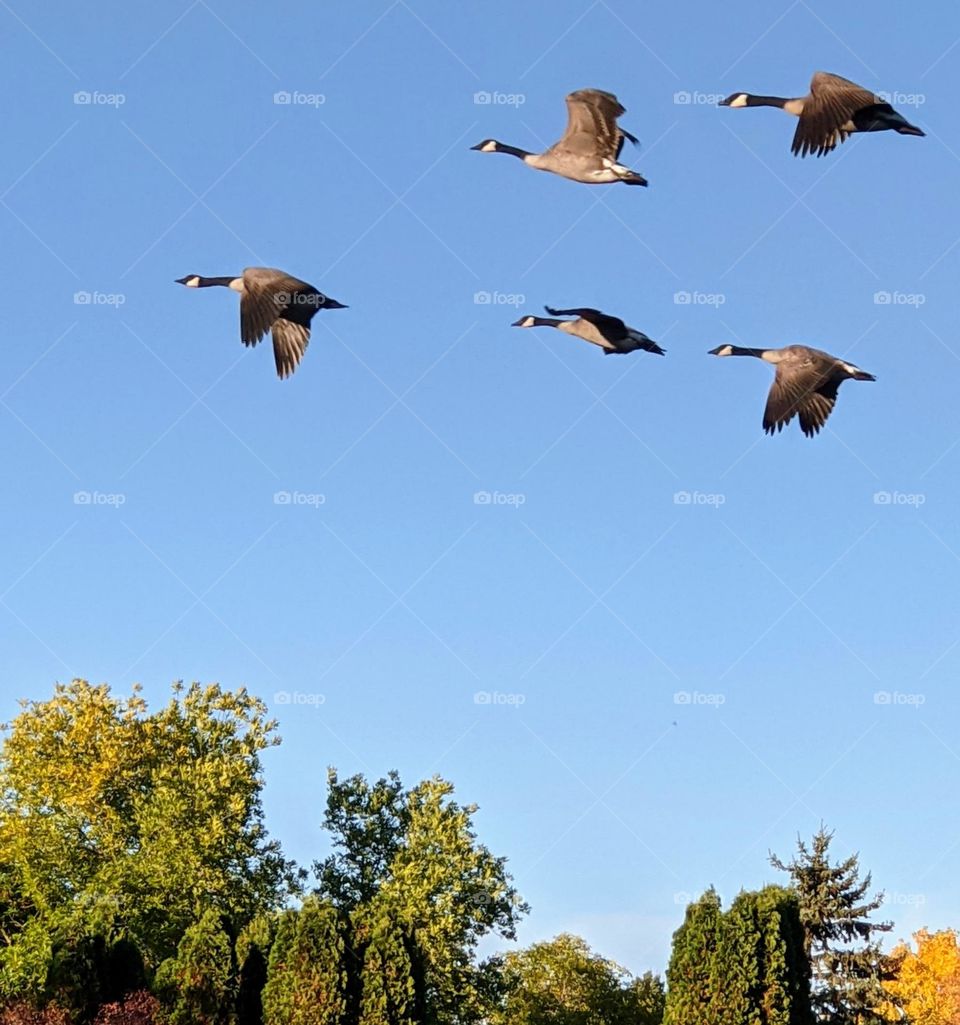 Canada geese flying south