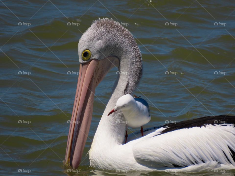Seagull sitting on a pelican’s back.